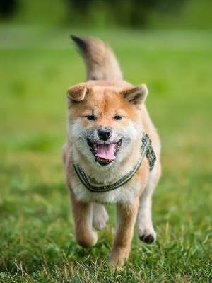 媽媽的土狗要自殺