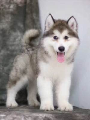 對籃球隊長負責