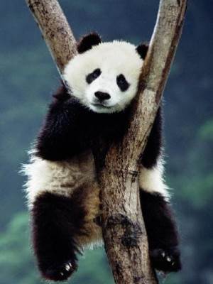 我的對象是熊貓