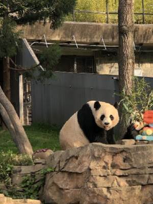 穿到星際養崽崽