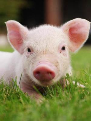 我穿成了女友家的豬