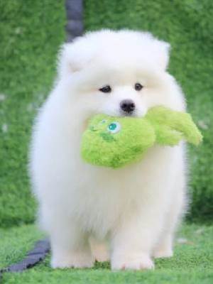 當冷白皮薩摩耶遇上黑皮犬