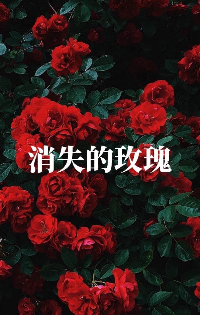 消失的玫瑰