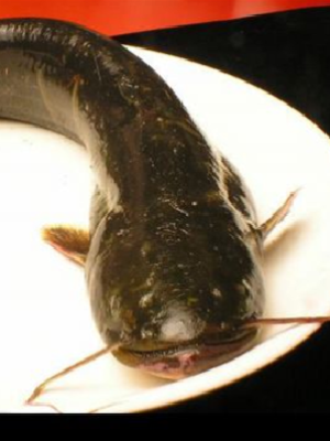 鯰魚