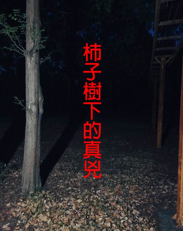 柿子樹下的真兇